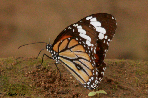 Danaus genutia genutia