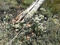 Lepidium cartilagineum