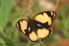 Junonia hierta hierta