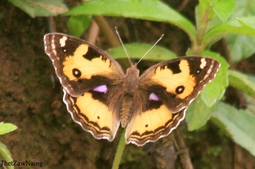 Oriental Yellow Pansy