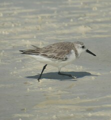 Calidris alba