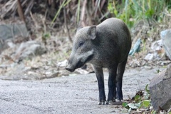 Sus scrofa moupinensis