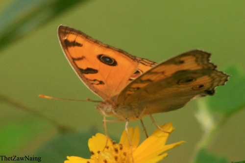 Peacock Pansy
