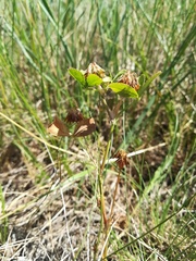 Trifolium angulatum