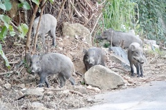 Sus scrofa moupinensis