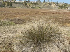 Juncus acutus leopoldii