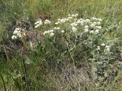 Lepidium cartilagineum