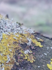 Xanthoriicola physciae