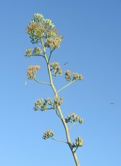 Agave sisalana