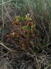 Trifolium angulatum