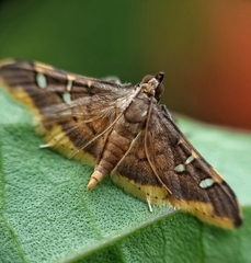 Prophantis adusta