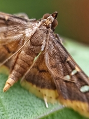 Prophantis adusta