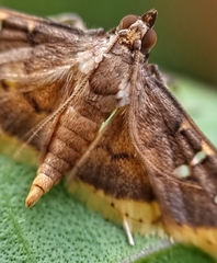 Prophantis adusta
