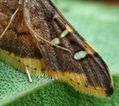 Prophantis adusta