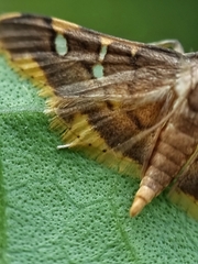 Prophantis adusta