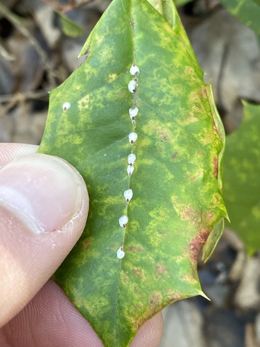 False oleander scale photo 2