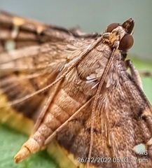 Prophantis adusta