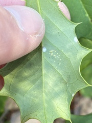 Pseudaulacaspis cockerelli