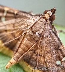 Prophantis adusta