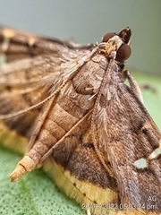 Prophantis adusta