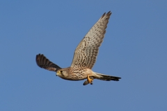 Falco tinnunculus