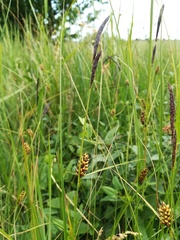 Carex melanostachya