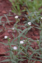 Pseudostellaria jamesiana
