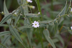 Pseudostellaria jamesiana