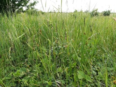 Carex melanostachya