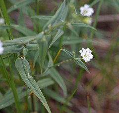 Pseudostellaria jamesiana