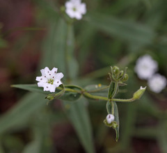 Pseudostellaria jamesiana