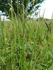 Carex melanostachya