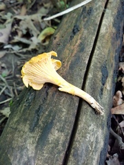 Cantharellus chicagoensis