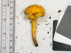 Cantharellus chicagoensis