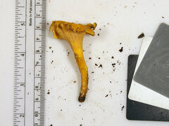 Cantharellus chicagoensis