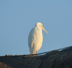 Ardea herodias occidentalis