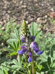 Lupinus succulentus