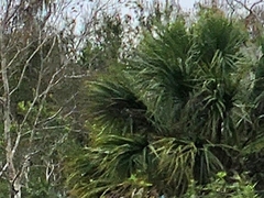 Sabal palmetto