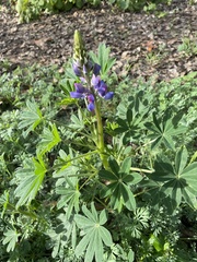Lupinus succulentus