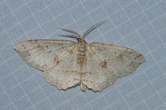 Melanolophia