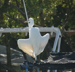 Ardea herodias occidentalis