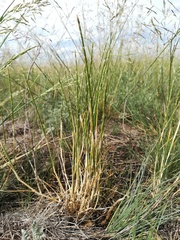 Pholiurus pannonicus