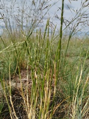 Pholiurus pannonicus