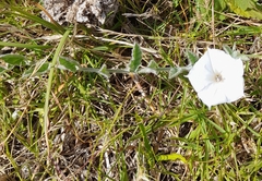 Convolvulus hermanniae