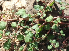 Trianthema portulacastrum