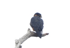 Falco deiroleucus
