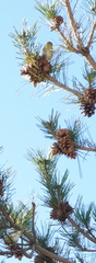 Pinus rigida