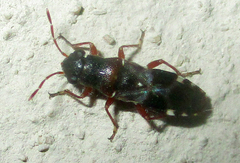 Trinithignus natalensis