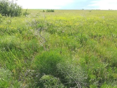 Peucedanum officinale