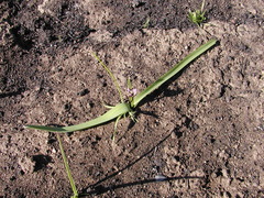 Chlorogalum pomeridianum